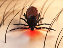 Lyme Disease tick bite